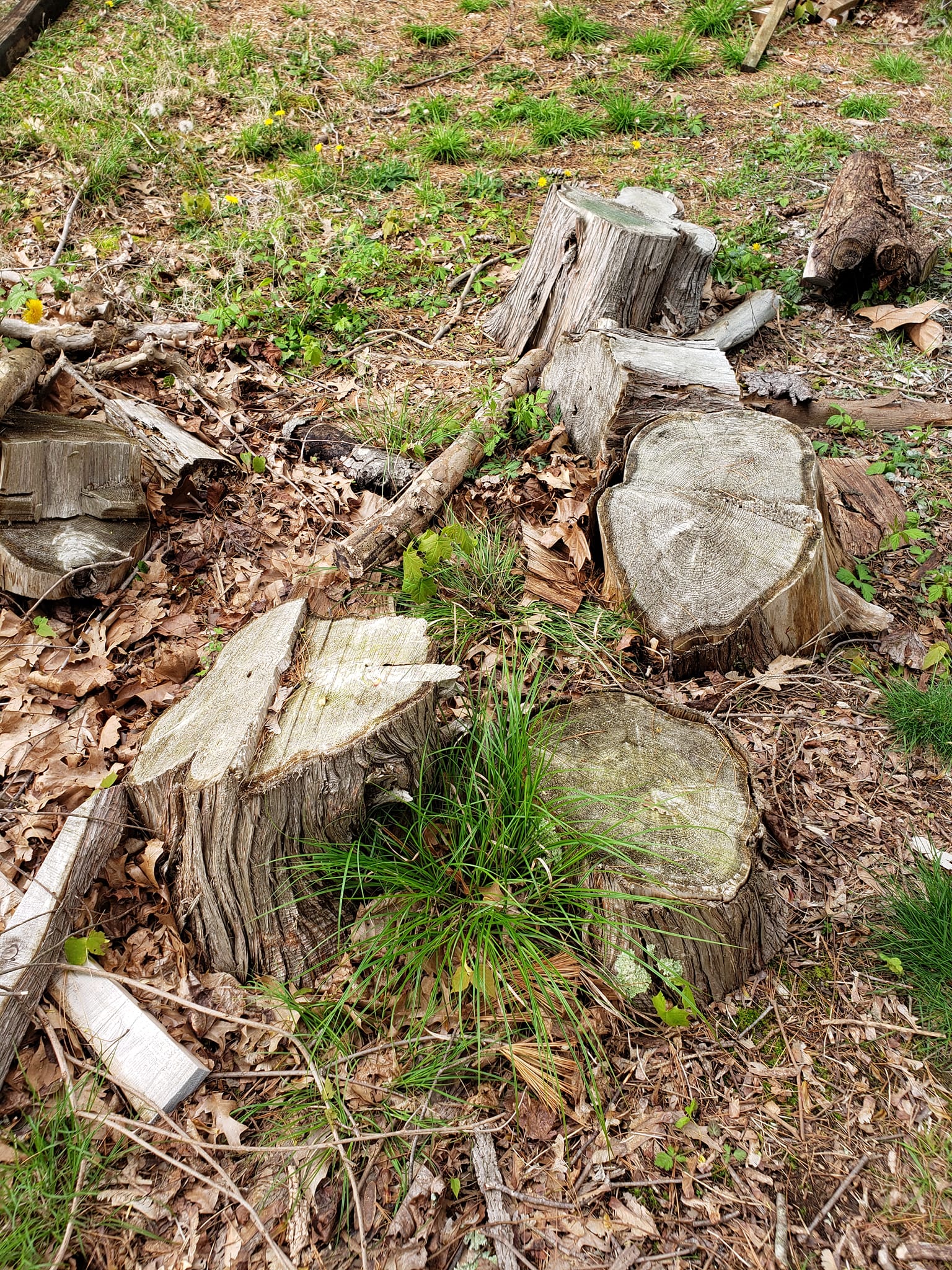 yard debris removal Tacoma cut tree branches and wood debris